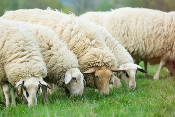 Isolated close-up of woolly domestic sheep grazing in the meadow