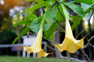 Salmon Angel's Trumpet has trumpet-shaped or trumpet-shaped flowers, Yellowish white, flowers bloom upside down, petals curled up and emit a soft fragrance.  