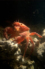red crab