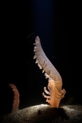 Sea pen (Pennatula phosphorea) is a colonial soft coral. Sardinia, Italy. © antasfoto