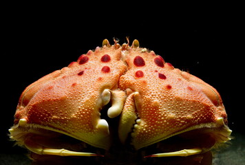 Box crab (Calappa granulata) is a marine crustacean native to Mediterranean Sea. Alghero, Sardinia, Italy