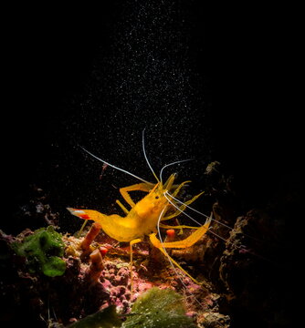 Gambero (Stenopus spinosus). Lo Stenopus spinosus, detto anche gambero meccanico per le sue numerose chele a pinza) ha attivit&agrave; esclusivamente notturna.