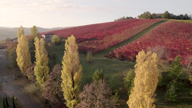 4k low altitude flight among red colorful vineyards and yellow poplars in Italy