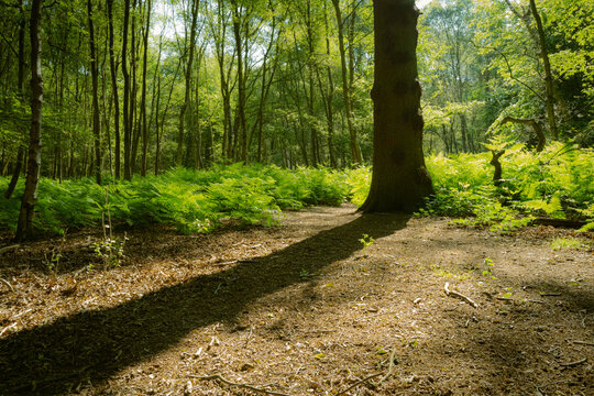 Forest glade showing the shadow of a large tree in a named wilderness area. Lush ferns fill the forest floo