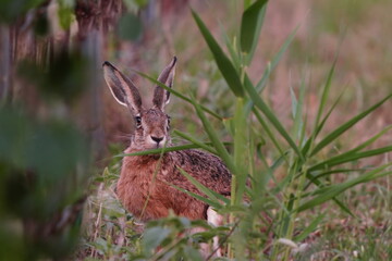 the european hare is hiding in the grass.  Wildlife scene with a adult hare. Lepus europaeus.