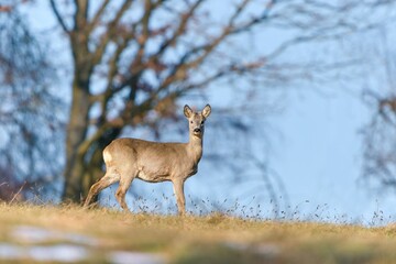A young roebuck standing on the horizon, in the background blue sky. Capreolus capreolus. S pring in the nature. Wildlife scene with a roe deer. 