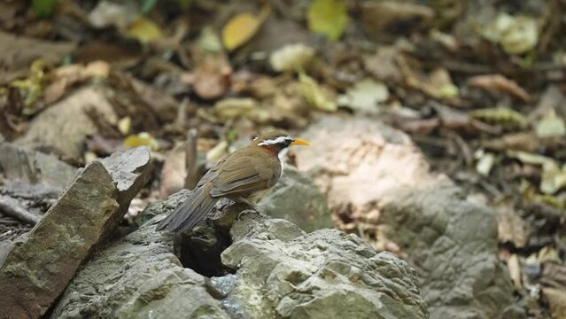 White-browed scimitar babbler Bird watching in forest 