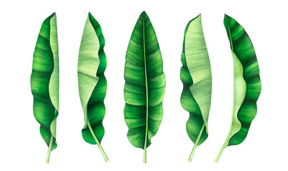 Tropical banana leaves set isolated on transparent background, PNG. Watercolor illustration.   © Oleksandra