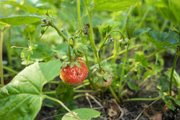 Strawberry plant. Garden stawberry bushes. Strawberries in growth at garden. Unripe berries and foliage strawberry