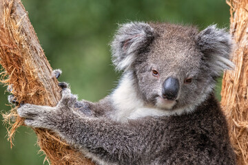 An adult koala, Phascolarctos cinereus, in a eucalyptus tree, Sydney, Australia. This cute marsupial is endangered in the wild.
