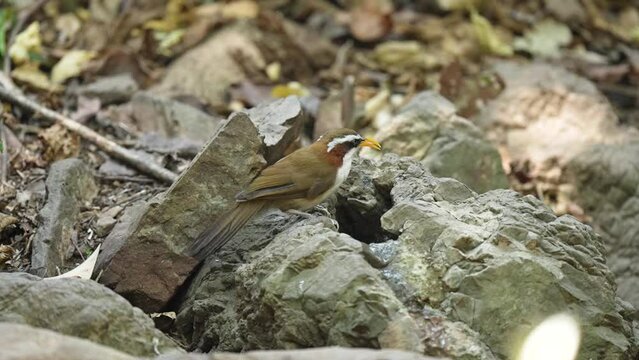 White-browed scimitar babbler Bird watching in forest 