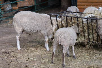Gray sheeps are eating hay in the black food trough. Domestic animals