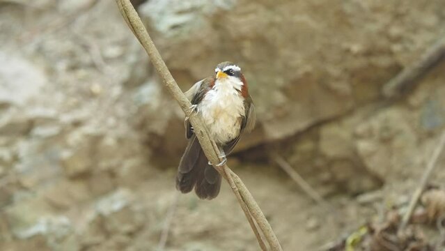 White-browed scimitar babbler Bird watching in forest 