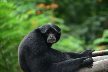 The siamang, Symphalangus syndactylus is an arboreal, black furred gibbon native to the forests of Indonesia