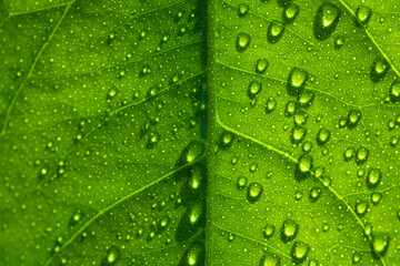 Nature's green leaves catching dews