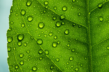 Nature's green leaves catching dews