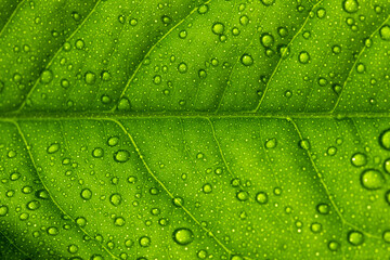 Nature's green leaves catching dews