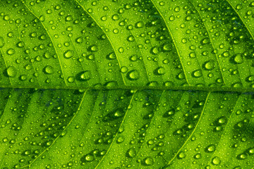 Nature's green leaves catching dews
