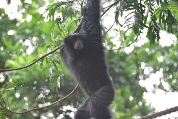 The siamang, Symphalangus syndactylus is an arboreal, black furred gibbon native to the forests of Indonesia