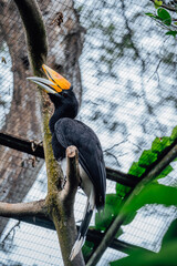 Rhinoceros Hornbill © Axel
