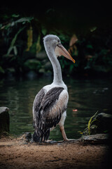 Pelikan an kleinem Bach