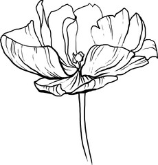 Botanical lineart tulip sketch, black flower lineart