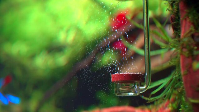 Side view of CO2 diffuser underwater in freshwater aquascaping planted aquarium makes a lot of tiny bubbles. Carbon dioxide reactor in action. 4k footage