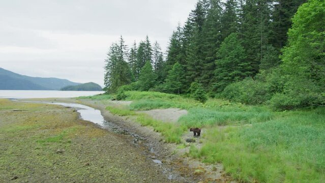 A brown bear walks in the meadow by the river. Aerial shot. The Migration of Salmon in Alaska, USA, 2017