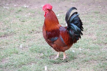 Brahma perdrix dorée maillée noire