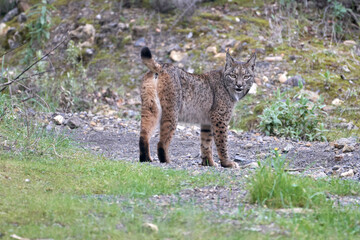 Beautiful close portrait of a female Iberian lynx on the grass and ground in the forest of Sierra Morena, in Jaen, Spain