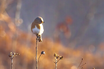 Cute little Bluebird in Alexandria, VA