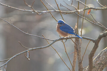 Cute little Bluebird in Alexandria, VA