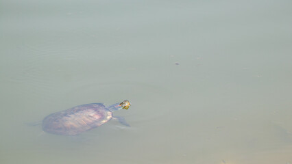 Solitary Sea Turtle in Wildlife Haven