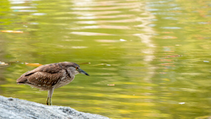 A Sandpipers Beak in the Wild.