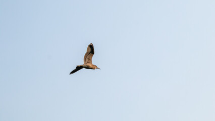 Elevated Flight of a Majestic Bird in Clear Skies