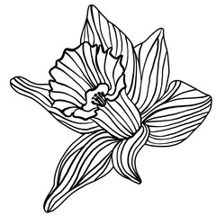 Hand drawn adult coloring book daffodil flower pen and ink outline isolated on transparent background. Simple trendy bold modern monochrome black and white spring floral doodle line art linocut.