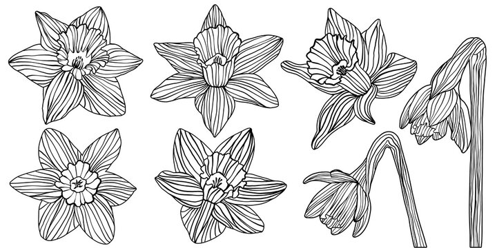 Set of daffodil flower silhouettes doodle outline drawings isolated on transparent background. Black woodcut, linocut, woodblock print or engraving spring floral tattoo design elements collection.