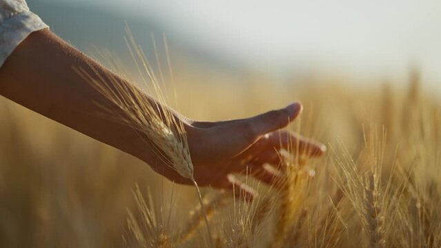 Close up slow motion of woman hand touching a spikelet of wheat in the middle of the golden ripen field. Ripe harvest time. selective focus