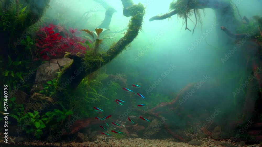 Wall mural School of neon tetra fish in a foggy water. Planted aquarium with big branched roots and Frodo stones. Tropical misty aquascape. Cloudy aquarium. 4k footage - Wall murals