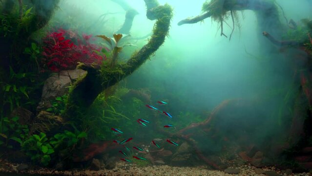 School of neon tetra fish in a foggy water. Planted aquarium with big branched roots and Frodo stones. Tropical misty aquascape. Cloudy aquarium. 4k footage