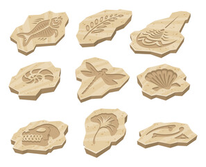 Archaeological fossil footprint stone prehistoric animal skull paleontology set isometric vector © Aleksandr