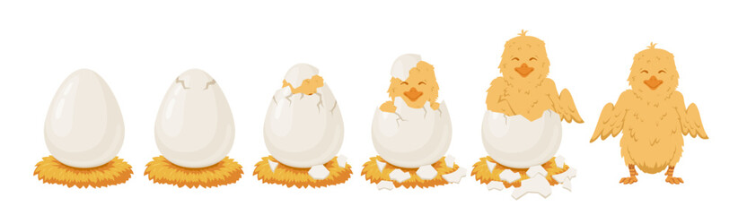 Chicken hatching stages cycle vector isometric illustration. Birth roost farming hens poultry