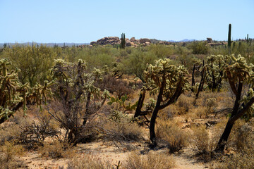 Cholla cactus, Sonora Desert, Mid Summer