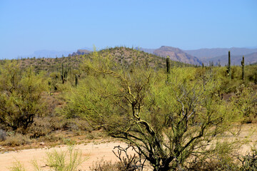 Palo Verde Tree, Sonora Desert, Mid Summer