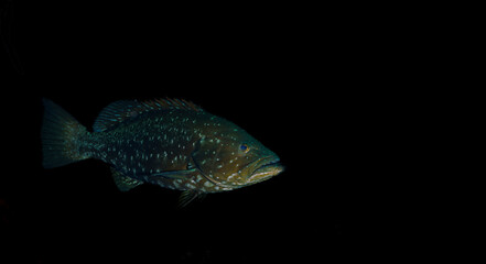 fish isolated on black