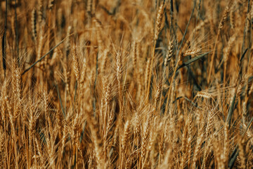 yellow ear against the blue sky, field, wheat, selective focus, film and grain photo