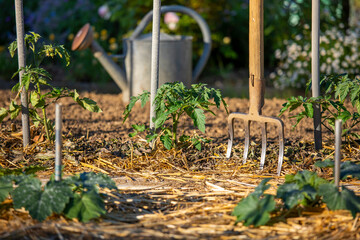 Fototapeta Jeune plant de tomate dans un jardin potager en permaculture. obraz