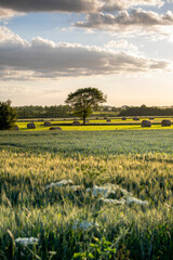 Naklejka premium Campagne et paysage en pleine nature, champ de blé au printemps.