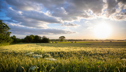 Paysage de campagne en pleine nature sous le soleil de printemps.