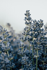 lavender flowers close up, lavender field